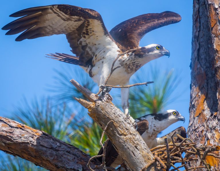 Osprey Nest Building – Stuart Schaefer Photography